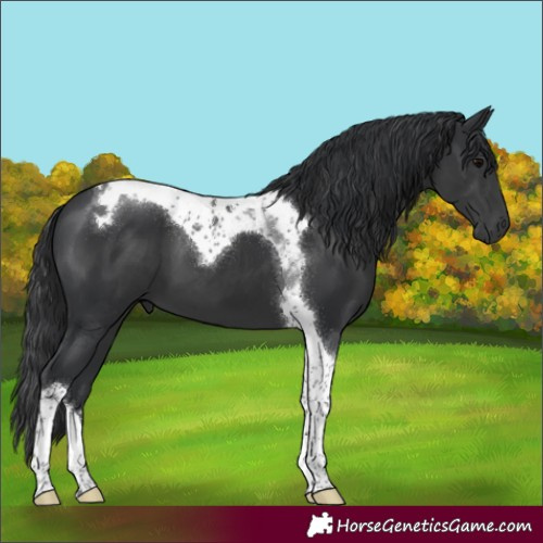 Horse Color:Black Tobiano 