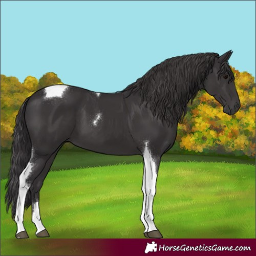 Horse Color:Smoky Black Tobiano 