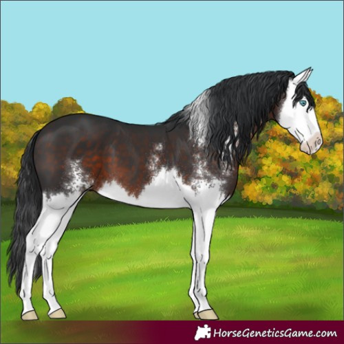 Horse Color:Brown Sabino Splash 