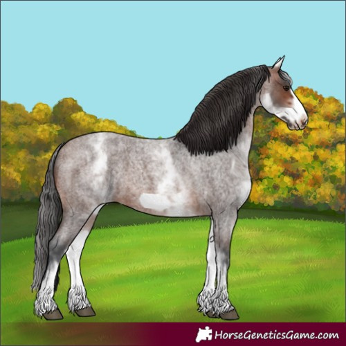 Horse Color:White Spotted Brown Roan Frame