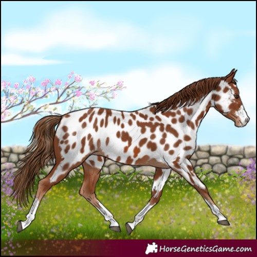 Horse Color:Chestnut Near Leopard Rabicano 