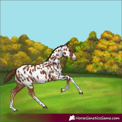 Horse Color:Chestnut Appaloosa Rabicano