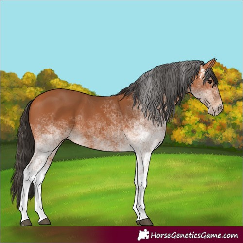 Horse Color:White Spotted Bay
