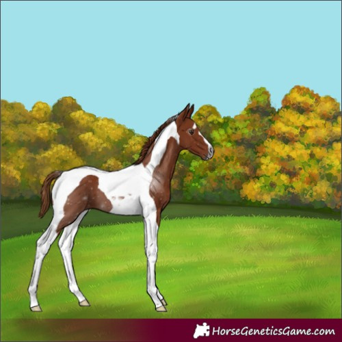 Horse Color:Gray Chestnut Tobiano 