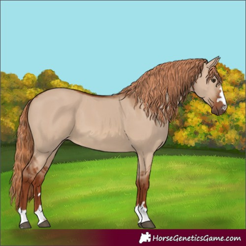 Horse Color:Red Dun 