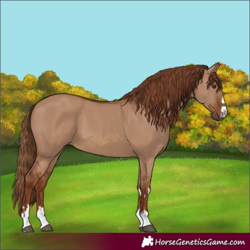 Horse Color:Red Dun 
