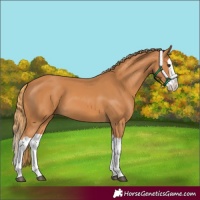 Horse Color:Chestnut Splash