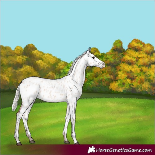Horse Color:Silver Bay Ice Roan Dun Appaloosa 