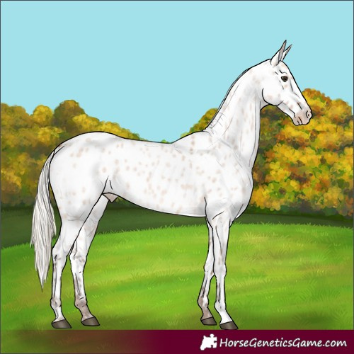 Horse Color:Silver Bay Ice Roan Dun Near Leopard 