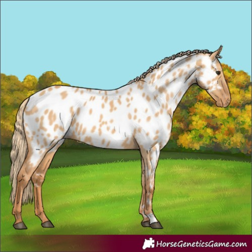Horse Color:Red Dun Near Leopard