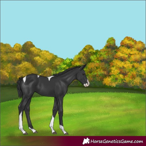Horse Color:Black Splash Tobiano Rabicano 