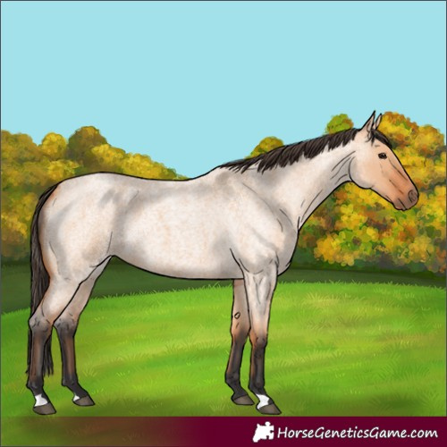 Horse Color:Bay Roan Dun 