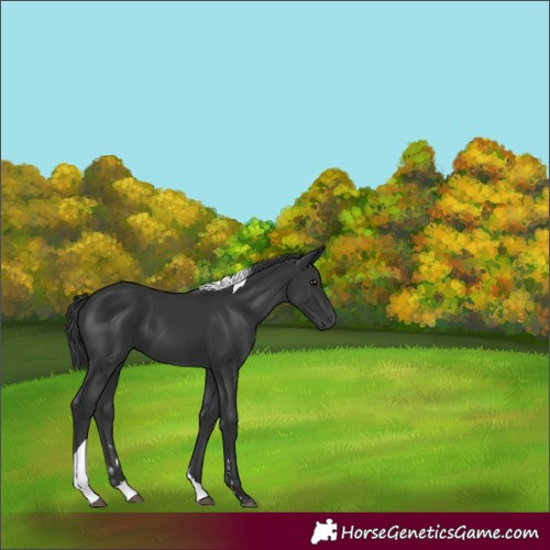 Horse Color:Black Tobiano 