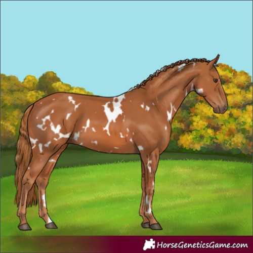 Horse Color:White Spotted Chestnut
