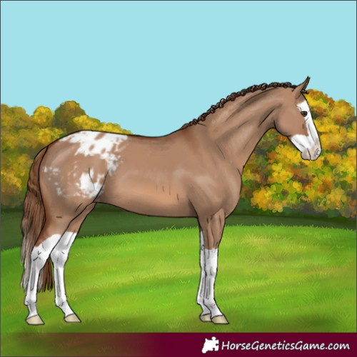 Horse Color:Red Dun Splash Blanket