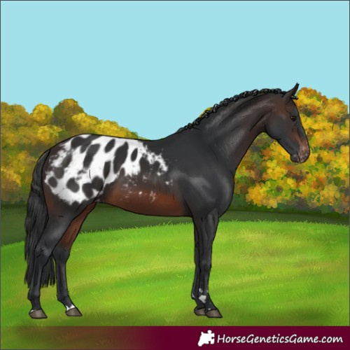 Horse Color:Brown Blanket