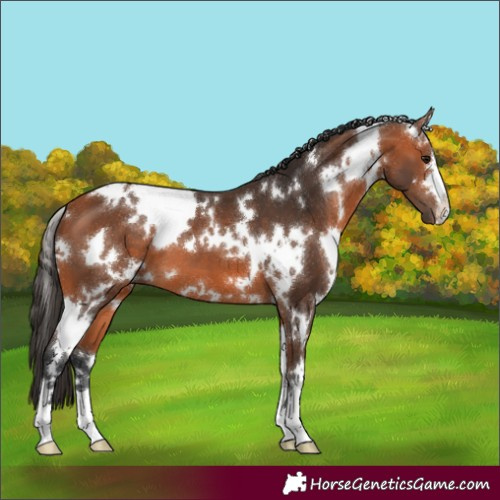 Horse Color:White Spotted Bay 