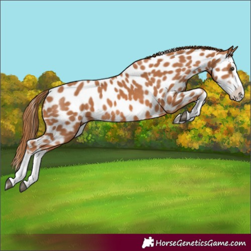 Horse Color:Chestnut Splash Leopard 
