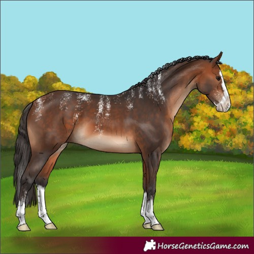 Horse Color:Powder White Bay Splash