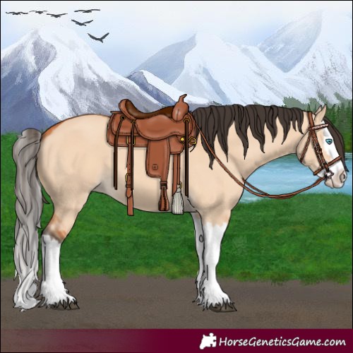 Horse Color:Bay Dun Splash 
