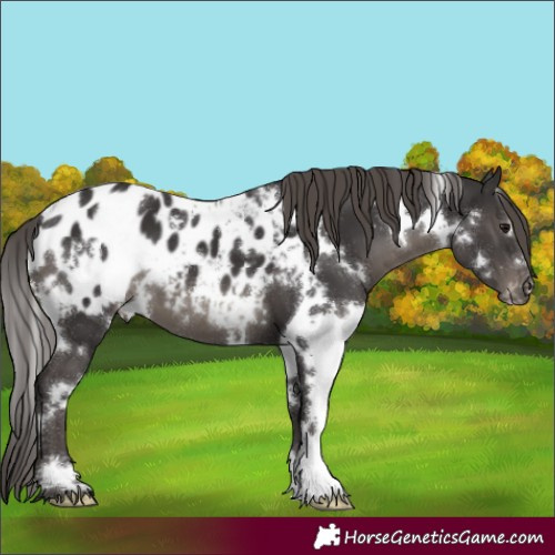 Horse Color:White Spotted Smoky Black Blanket