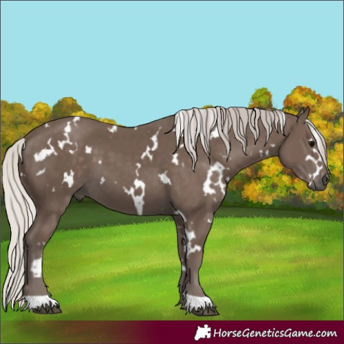Horse Color:White Spotted Silver Black 