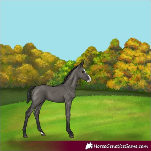 Horse Color:Grullo Splash 