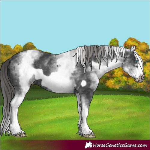 Horse Color:White Spotted Black Splash Frame Varnish