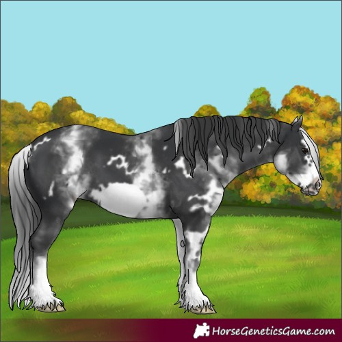 Horse Color:White Spotted Black Splash Frame 