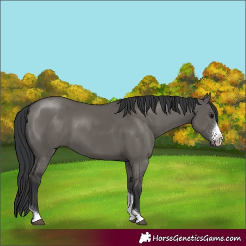 Horse Color:Grullo Sabino Tobiano Rabicano 