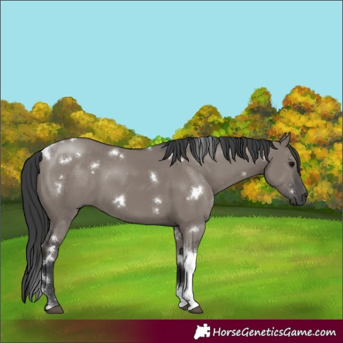 Horse Color:White Spotted Grullo Tobiano Rabicano