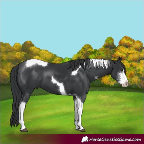 Horse Color:Black Sabino Tobiano