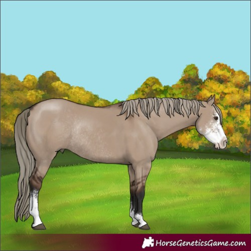 Horse Color:Liver Red Dun Sabino Rabicano