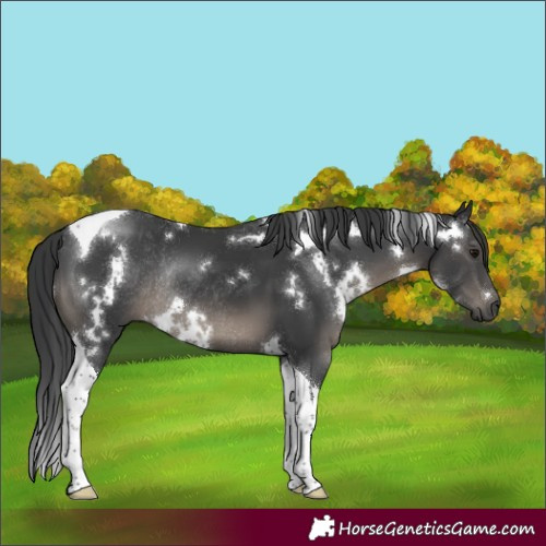 Horse Color:White Spotted Black Tobiano Rabicano 