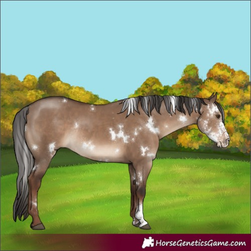 Horse Color:White Spotted Liver Red Dun Sabino Rabicano 