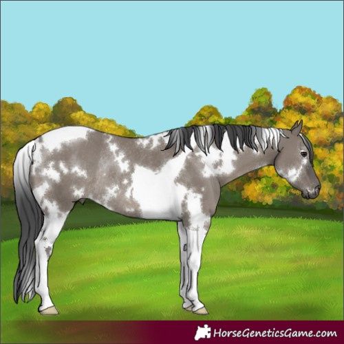 Horse Color:White Spotted Grullo Tobiano Rabicano 