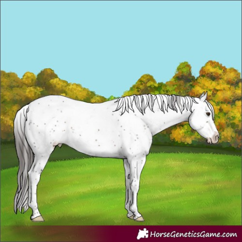Horse Color:Liver Chestnut Sabino Rabicano