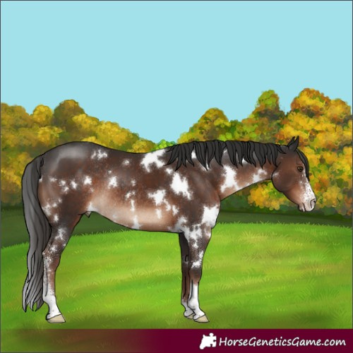Horse Color:White Spotted Liver Chestnut Sabino Rabicano 
