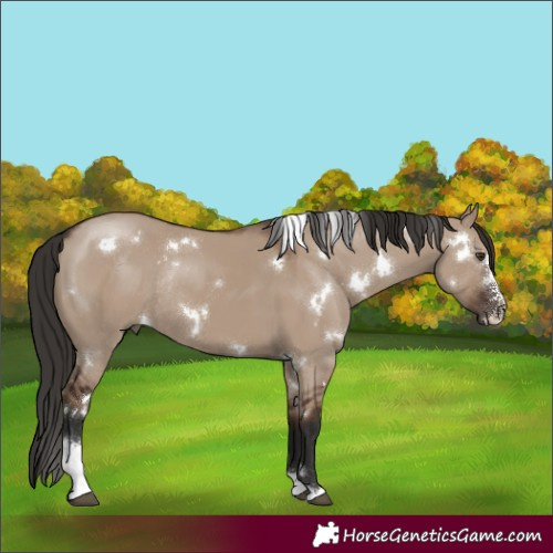 Horse Color:White Spotted Liver Red Dun Sabino Rabicano 