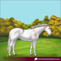 Horse Color:White Spotted Silver Bay Splash