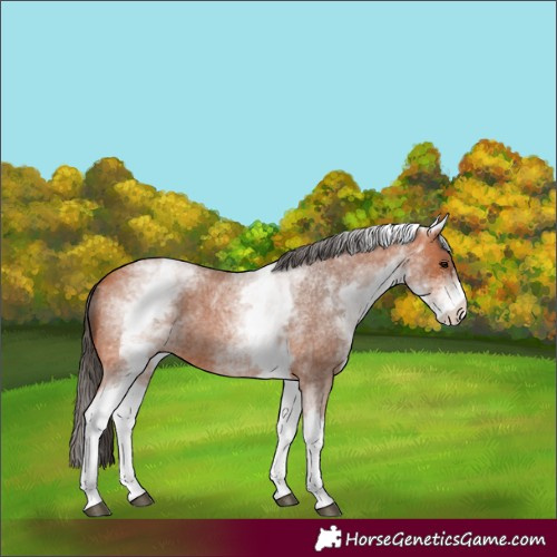 Horse Color:White Spotted Bay Roan 