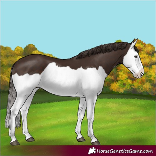 Horse Color:Liver Chestnut Splash
