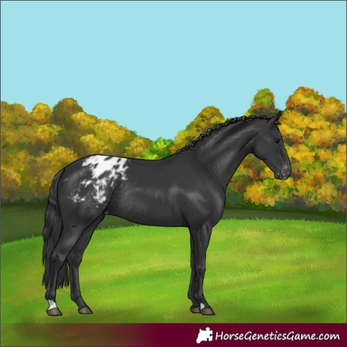Horse Color:Black Blanket Rabicano