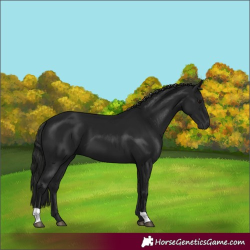 Horse Color:Gray Black