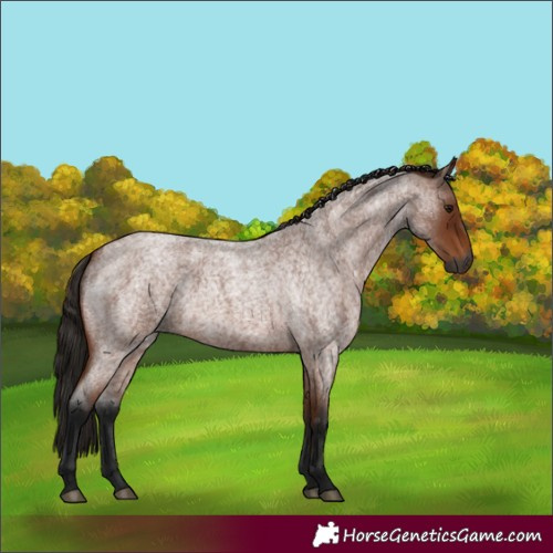 Horse Color:Gray Bay Roan 