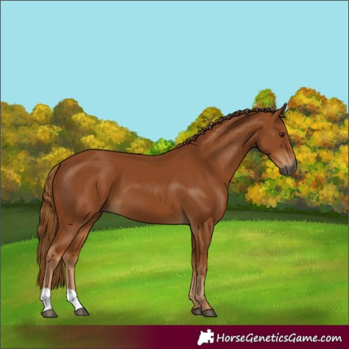 Horse Color:Gray Chestnut