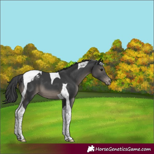 Horse Color:Black Tobiano Varnish 