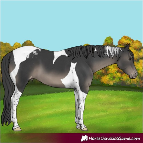Horse Color:Black Tobiano Varnish 