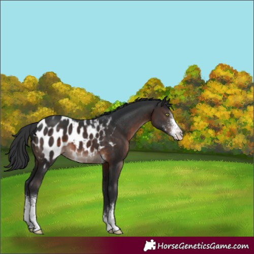 Horse Color:Brown Mushroom Sabino Appaloosa 
