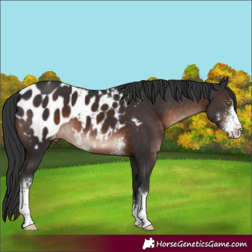 Horse Color:Brown Mushroom Sabino Blanket 